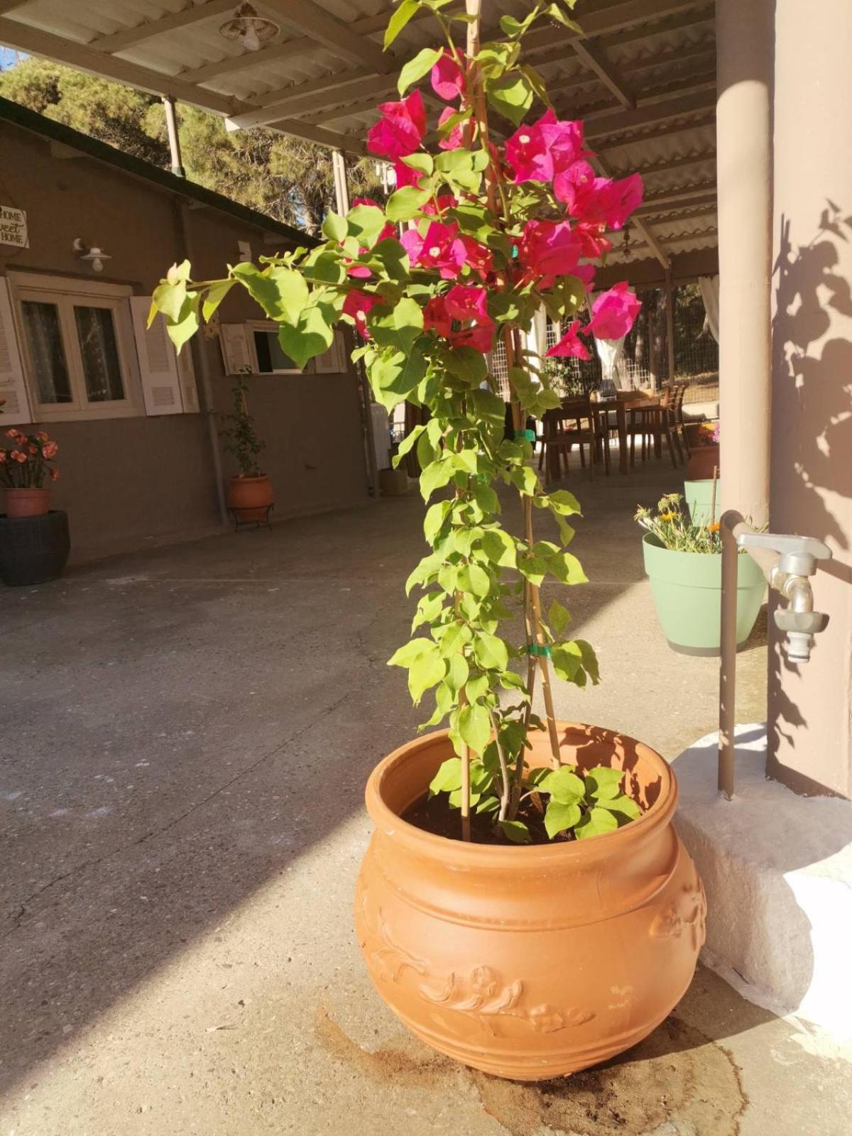 Serenity House Spiatza Katarrakhion المظهر الخارجي الصورة